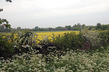 Countryside at Upper Dean May 2011